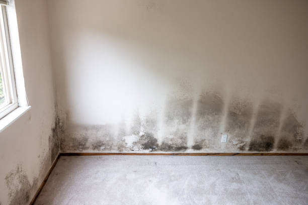 Mold Removal for HVAC Installations in London, OH